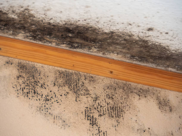 Best Crawl Space Mold Remediation  in Yoe, PA