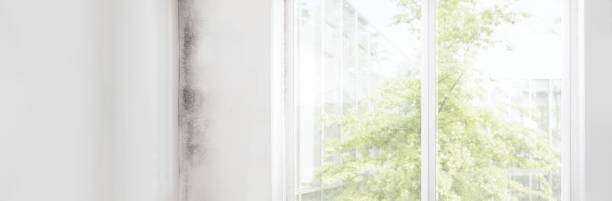 Best Mold Prevention Services  in Yoe, PA