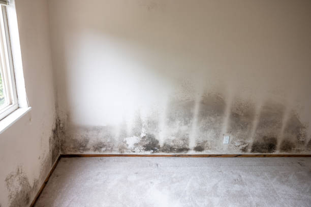 Best Basement Mold Removal  in Yoe, PA