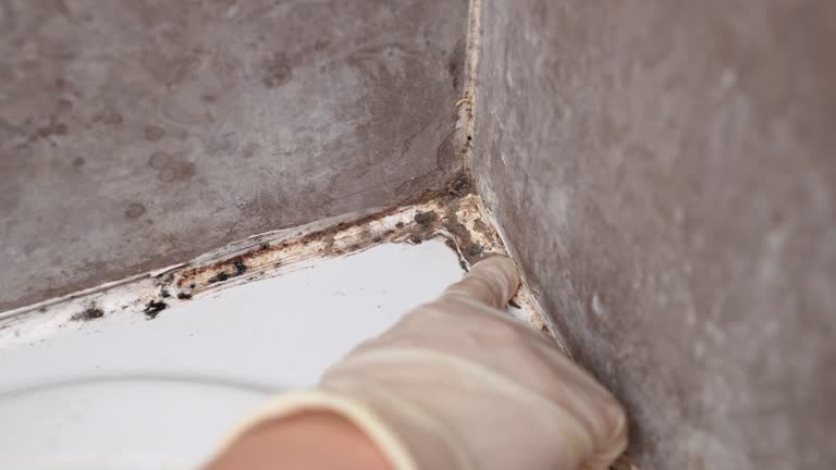 Best Comprehensive Air Testing for Mold Contaminants  in Yoe, PA